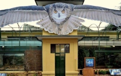 Al Bioparco di Roma nasce la nuova area dei Gufi. Visite guidate dal mattino fino al primo pomeriggio.